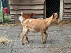 Jonge dwerg bok, Dieren en Toebehoren, Schapen, Geiten en Varkens, Mannelijk, Geit, 0 tot 2 jaar