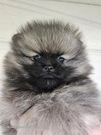 Pomeranian pups (dwergkeesje, Dieren en Toebehoren, Honden | Poolhonden, Keeshonden en Oertypen, Reu, Meerdere, Nederland, Particulier