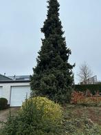 Gratis kerstboom of om te snoeien, Tuin en Terras, Planten | Bomen, Verzenden, Overige soorten