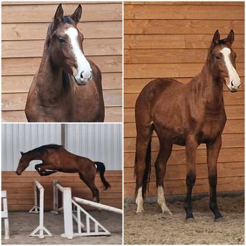 Gave 2.5 jarige springgefokte merries beschikbaar voor biedingen