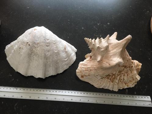 Twee grote schelpen doopvont schelp en queen Conch schelp, Verzamelen, Mineralen en Fossielen, Schelp(en), Ophalen of Verzenden