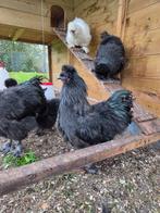 Zijdehoenders HANEN, Dieren en Toebehoren, Mannelijk, Kip