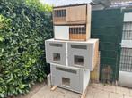 Duivenhokken, Dieren en Toebehoren, Vogels | Duiven, Mannelijk
