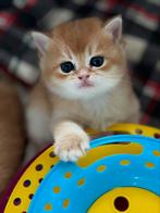 British golden chaded, Dieren en Toebehoren, Katten en Kittens | Raskatten | Korthaar, Meerdere dieren, 0 tot 2 jaar, Gechipt