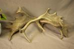 Taxidermie - Geweistangen damhert, Ophalen of Verzenden, Gebruikt, Hert, Gewei of Kop