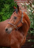 Te koop paint horse ruin, Dieren en Toebehoren, Paarden, Gechipt, Ruin, Zadelmak, 3 tot 6 jaar