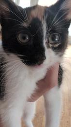 1 Kitten aftehalen, Dieren en Toebehoren, Katten en Kittens | Overige Katten, Meerdere dieren, Kortharig, 0 tot 2 jaar