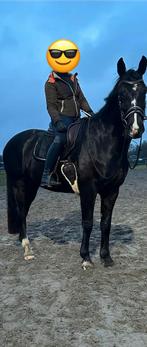 Merrie afstammeling v Everdale te koop - geen beginnerspaard, Meerdere dieren, Dressuurpaard