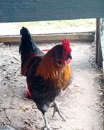2 hanen. Mogen apart van elkaar weg voor €5,- p.s, Dieren en Toebehoren, Pluimvee, Mannelijk, Kip