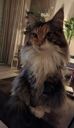 Mooie, lieve Maine Coon dame zoekt rustig huisje, Dieren en Toebehoren, Katten en Kittens | Raskatten | Langhaar