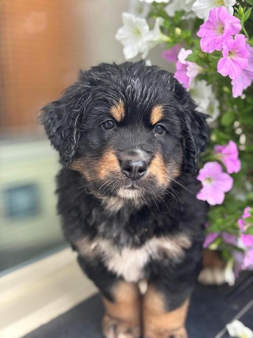 1 schattig reutje kruising Boulab, Dieren en Toebehoren, Honden | Niet-rashonden, Groot, Reu, Particulier, Meerdere, Nederland