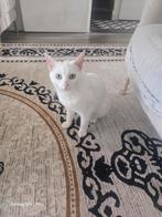 Poes Gratis, Poes, Ontwormd