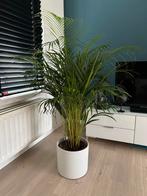 Echte plat + pot, Ophalen, Halfschaduw, Minder dan 100 cm