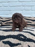 Maltipoo pups choco en abrikoos, Parvo, Nederland, Overige rassen, 8 tot 15 weken