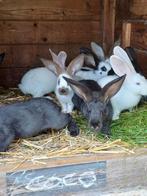 Jonge konijnen, Dieren en Toebehoren, Meerdere dieren, Groot