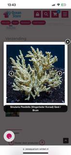 Gezocht Lps koraal tegen hobby prijsjes, Overige typen, Zoutwatervis