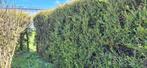 GRATIS Coniferen 16 meter lang!, Conifeer, Ophalen, 100 tot 250 cm