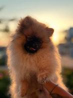 Pomperiaan/Shih tzu, Dieren en Toebehoren, Honden | Poolhonden, Keeshonden en Oertypen, 15 weken tot 1 jaar, Reu, Eén hond, Nederland