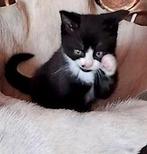 Half britse korthaar zwart met wit., Kater, Ontwormd, 0 tot 2 jaar