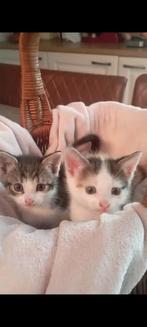 Kitten, Meerdere dieren, Ontwormd, 0 tot 2 jaar