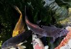I.v.m. stoppen hobby ter overname koi, Dieren en Toebehoren, Vissen | Vijvervissen, Karper of Koi