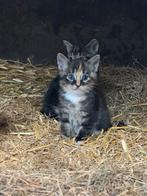 2 leuke kittens zoeken warm huisje, Meerdere dieren