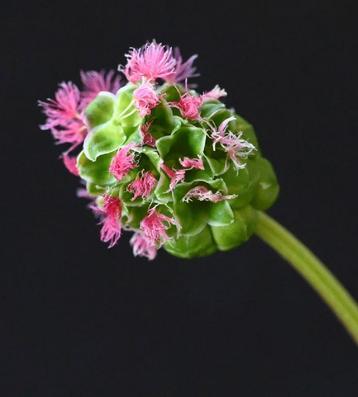 zaden kleine Pimpernel, Sanguisorba minor beschikbaar voor biedingen