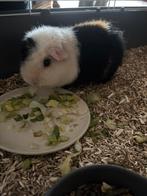 Cavia us teddy mannetje, Dieren en Toebehoren, Cavia, Mannelijk, Tam, September