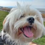 Hondenuitlaten, Diensten en Vakmensen, Dieren | Honden | Verzorging, Oppas en Les, Uitlaatservice