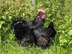 Grote Australorp | Vriendelijke kippen | Persoonlijk advies, Dieren en Toebehoren, Pluimvee, Kip, Meerdere dieren