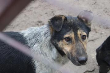 Prachtige Pavly ter adoptie!  beschikbaar voor biedingen