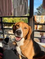 Lieve Jannes op zoek naar een lieve familie, Dieren en Toebehoren, Particulier, Rabiës (hondsdolheid), Buitenland, Eén hond