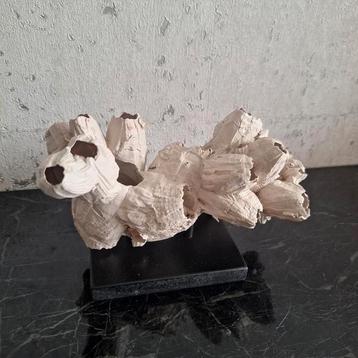 Beige kleurige zeepok cluster op zwarte voet  beschikbaar voor biedingen