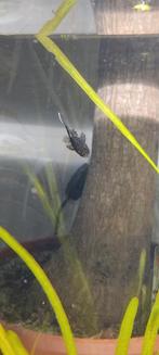 L059 algeneters, Dieren en Toebehoren, Vis, Zoetwatervis