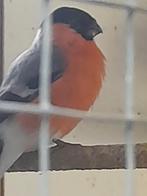 Noorse goudvinkman, Mannelijk, Wildzangvogel