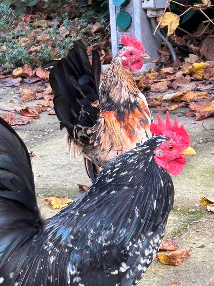 Gratis Serama haantjes, Dieren en Toebehoren, Pluimvee, Kip, Mannelijk