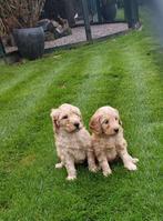 Labradoodle pups reutjes F4 kleine maat, Dieren en Toebehoren, CDV (hondenziekte), 8 tot 15 weken, Meerdere, Nederland