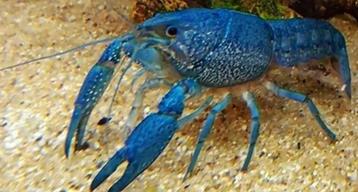 Procambarus Alleni - Blauwe Florida kreeft nu 3-8 cm beschikbaar voor biedingen