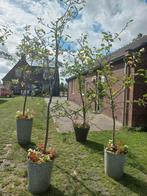 4 Appelbomen elstar meerderjarig vruchtdragend appels +/-2 m, Ophalen, Lente, Volle zon, In pot