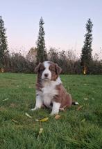 Prachtige Border Collie pups x Australian Shepherd, 8 tot 15 weken, Collie, Meerdere, Meerdere dieren
