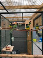 Jonge port Lincoln parkiet te koop, Meerdere dieren, Parkiet