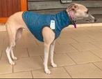 Nieuw hondenshirt in diverse maten hondentrui hond, Dieren en Toebehoren, Ophalen, Nieuw, Hondenshirt