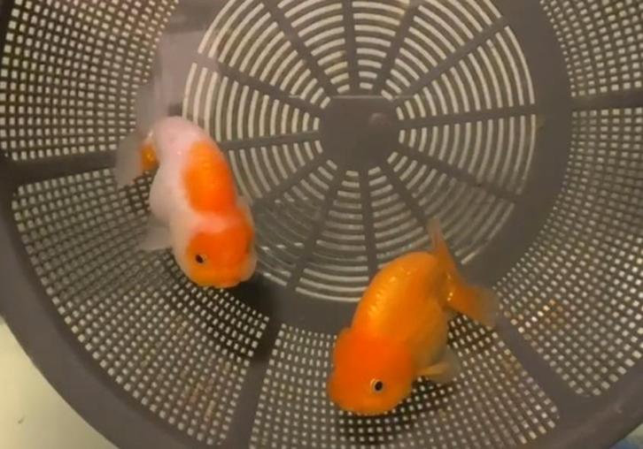 HQ Ranchus - koppel (v-m), Dieren en Toebehoren, Vissen | Vijvervissen, Karper of Koi