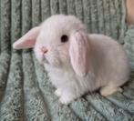 Zuiver jong Minilop konijntje. Witte-Blauwoog., Dieren en Toebehoren, Mannelijk, Dwerg, Hangoor, 0 tot 2 jaar