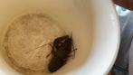 Rivier kreeft vrouw niet. Agressie, Dieren en Toebehoren, Insecten en Spinnen