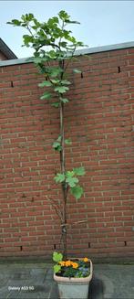 TE KOOP MOOIE VIJGENBOOM, Ophalen of Verzenden, Volle zon, Overige soorten