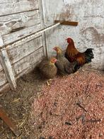 2 Wyandotte Krielkipjes + haantje, Dieren en Toebehoren, Pluimvee, Vrouwelijk, Kip