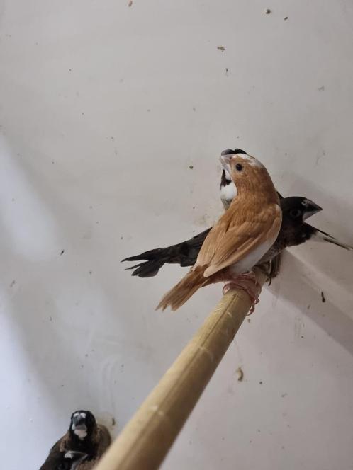 Japanse meeuw | Tropische vogel | Deskundig advies!, Dieren en Toebehoren, Pluimvee, Overige soorten, Meerdere dieren