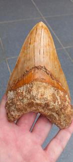 Grote Megalodon haaientand fossiel uit Indonesie haai, Ophalen of Verzenden, Fossiel