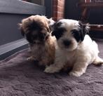 Speelse boomer pups, Dieren en Toebehoren, Honden | Chihuahua's en Gezelschapshonden, Overige rassen, CDV (hondenziekte), 8 tot 15 weken